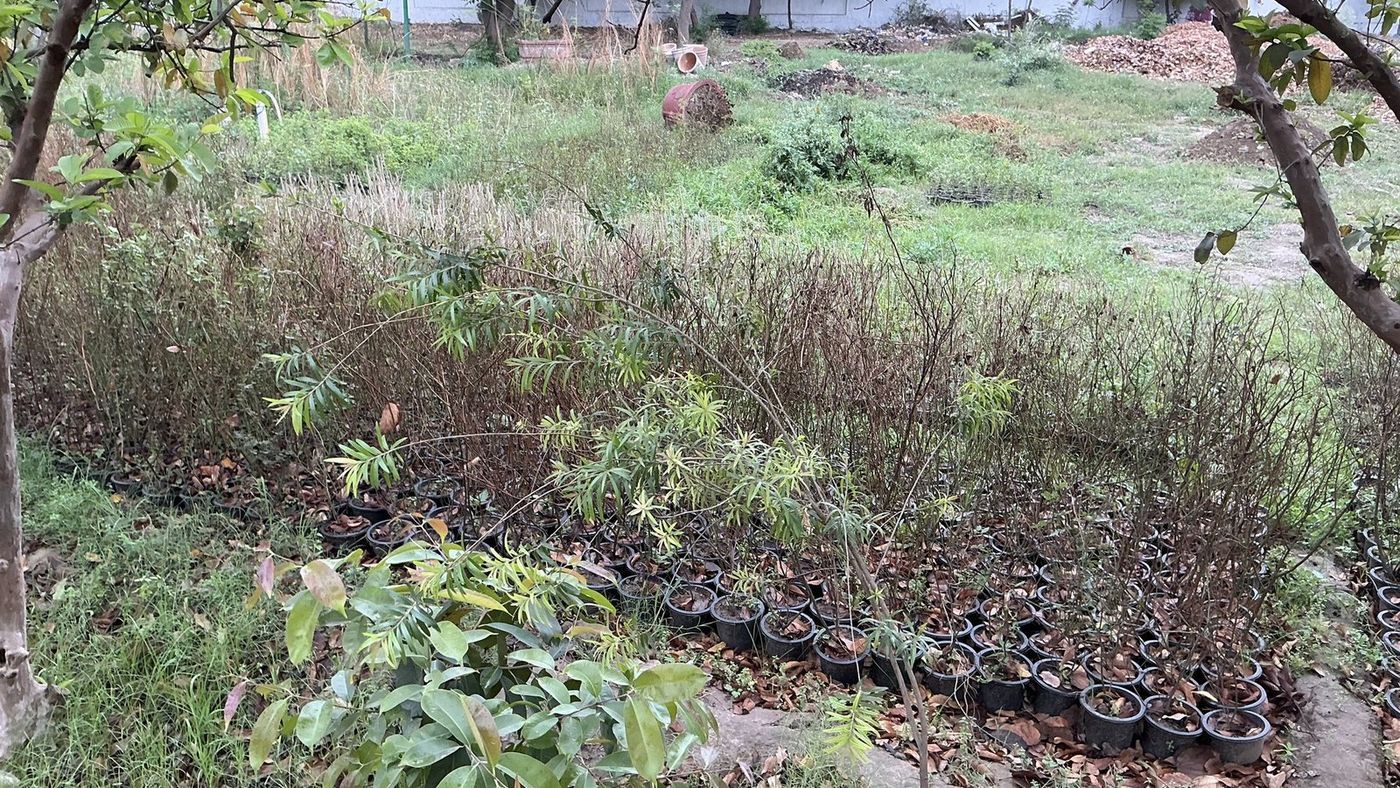 Nursery plant beds and black pots in the graveyard