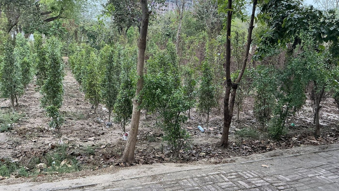 Saplings planted in straight nursery rows between graveyard trees